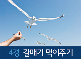 4경 갈매기 먹이주기